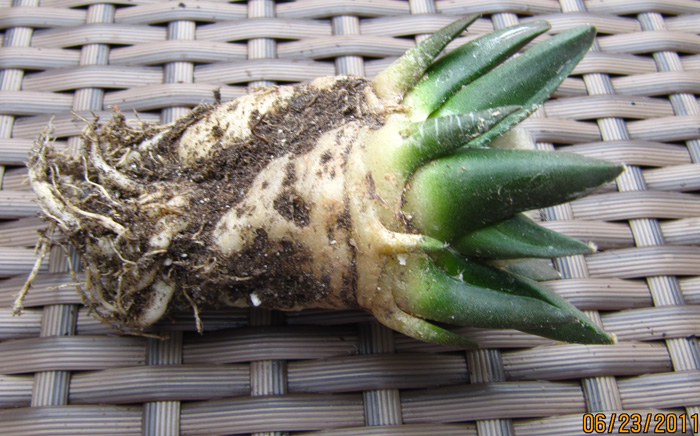 Ariocarpus retusus